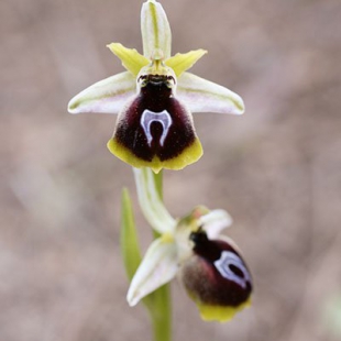 Ophrys sphegodes ssp aesculapii